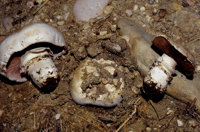 Funghi dalle colline astigiane: Agaricus bitorquis?